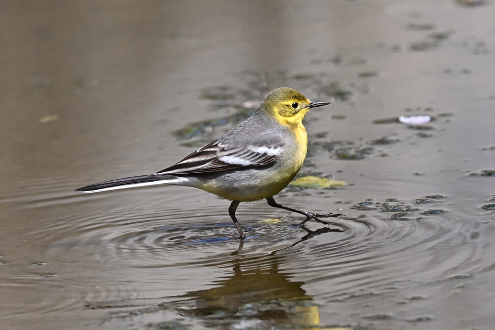 노랑머리할미새 암컷이 물가에서 먹이를 찾고 있다.