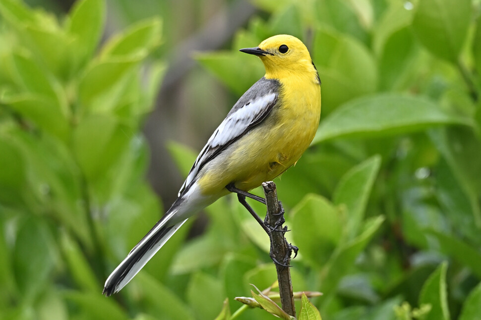 노랑머리할미새 깃털은 잘 익은 노랑참외를 보는 것 같다.