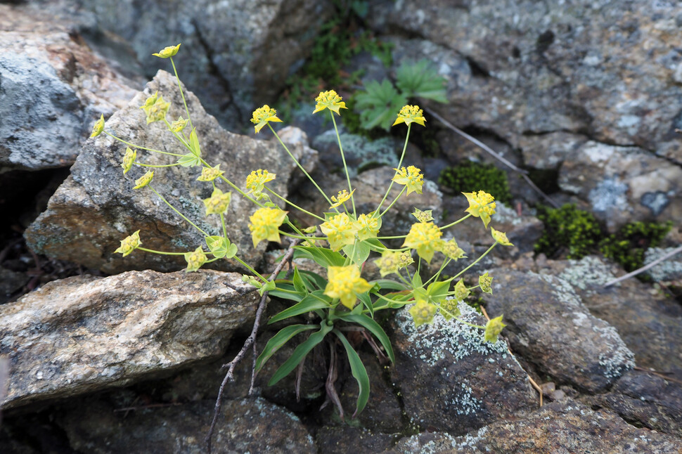 2008년 7월 설악산에 핀 등대시호 꽃. 국립공원공단 제공
