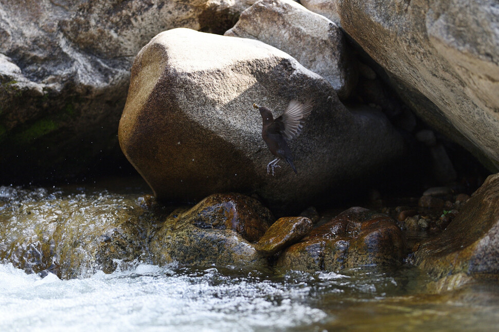 정상적인 물까마귀의 둥지는 얕은 계곡 물 낙차가 있는 은밀한 바위 구멍에 자리한다. 훤하게 드러난 물까마귀 사진을 내놓은 사진가에게는 어떻게 촬영했는지 반드시 물어야 한다. (강원도 홍천군 내면)