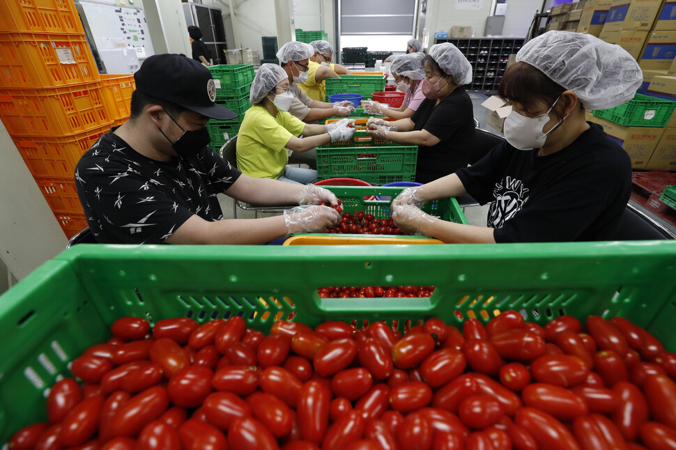 발달장애 청년과 비장애인들이 함께 토마토 꼭지를 따고 있다.