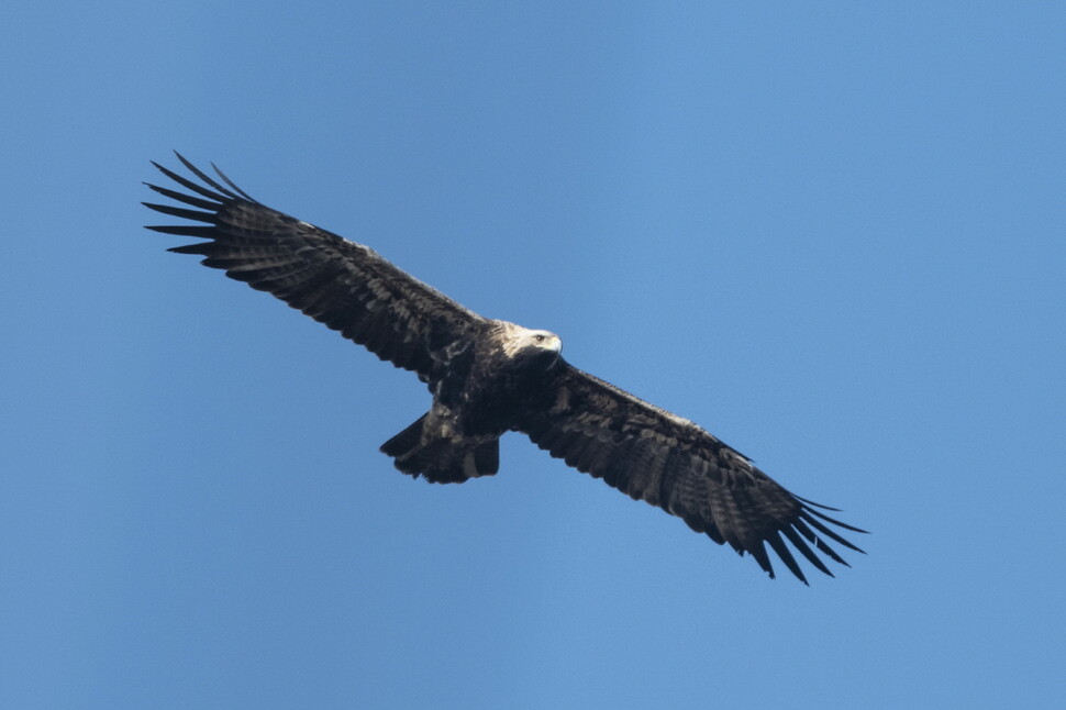 흰죽지수리의 멱과 배가 어른 깃털로 변했다. 이제 윗날개깃털과 아랫날개깃털이 검은 갈색으로 변할 일만 남았다.