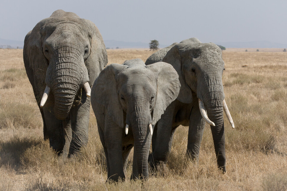 건조한 사바나에서 먼 거리를 이동하는 아프리카코끼리는 예민한 후각으로 가족의 유대를 다지고 낯선 코끼리를 가려낸다. 위키미디어 코먼스 제공.