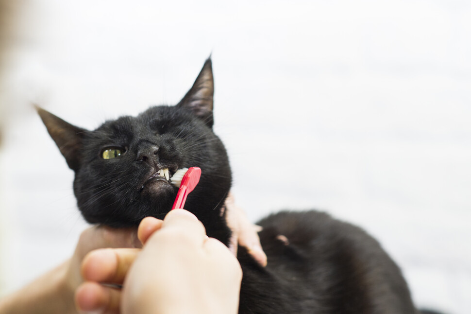 오랜 기간 육식동물로 진화한 고양이의 입속 환경이나 치아는 사람이나 잡식동물과 다르다. 사료를 주식으로 먹는 현대의 고양이들은 치석이 생기기 쉬워졌다. 게티이미지뱅크