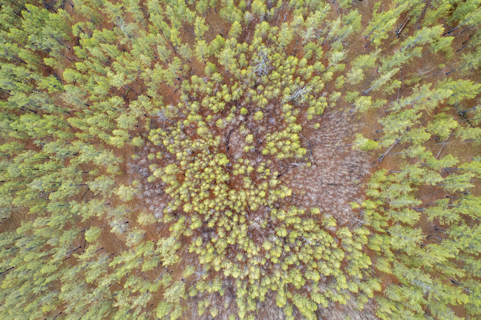 시베리아 잎갈나무와 자작나무 군락도 푸른 잎을 틔우기 시작했다.