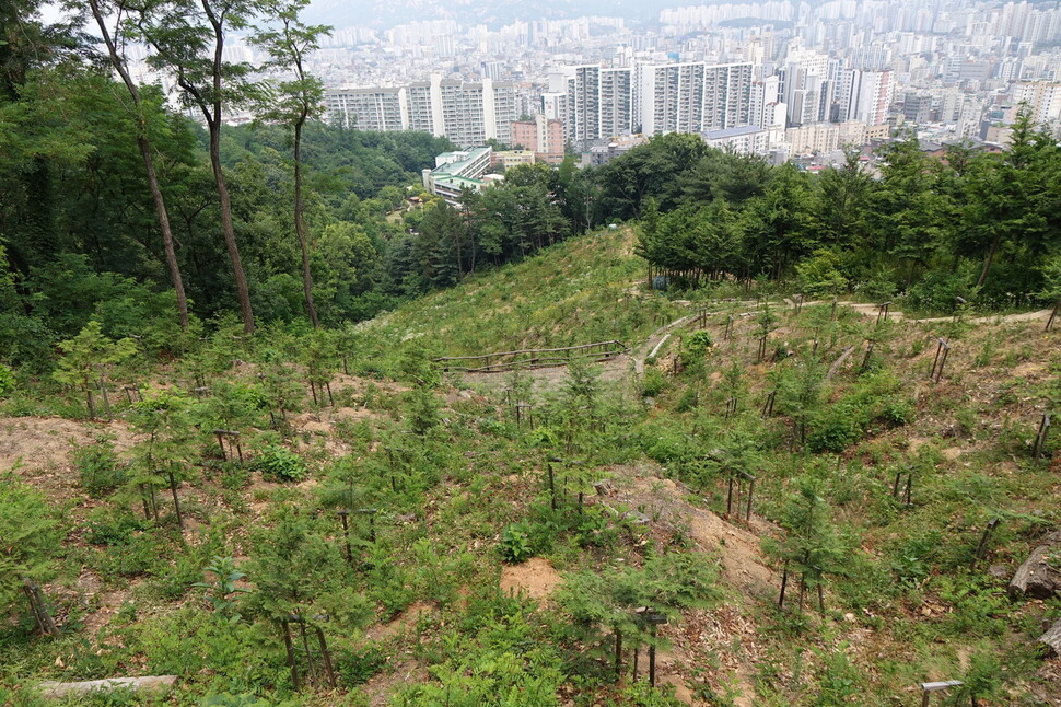 2024년 6월19일 서울 은평구 봉산 ‘편백 인공림’. 2023년 2∼3월 조성됐다. 한창 숲이 우거져야 할 시기지만 폭탄을 맞은 듯한 모습이다. 김양진 기자