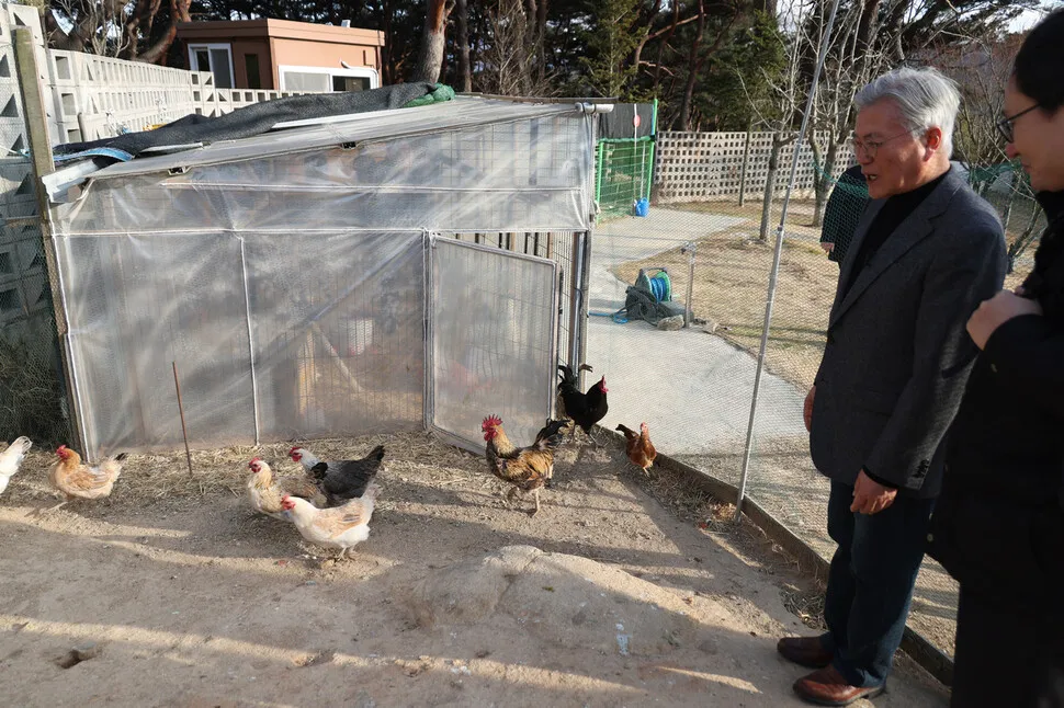 문재인 전 대통령이 7일 경남 양산시 평산마을 자택 마당에서 키우는 닭에 대해 설명하고 있다. 강창광 선임기자 chang@hani.co.kr