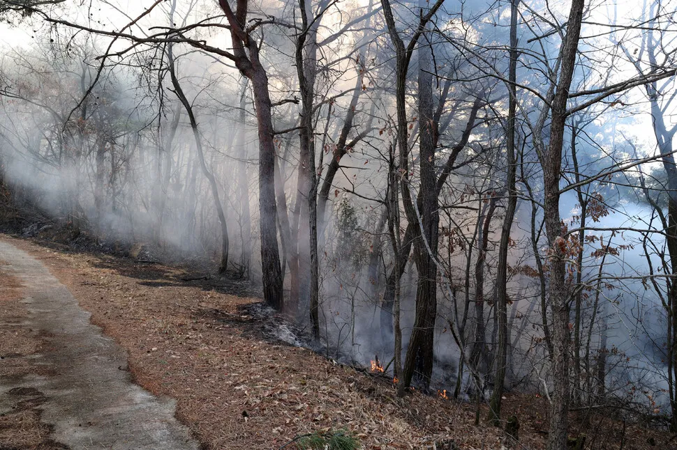Sancheong Forest Fire Recovery: Vegetation, Winds, and Steep Slopes Adapt to Climate Change - News Directory 3