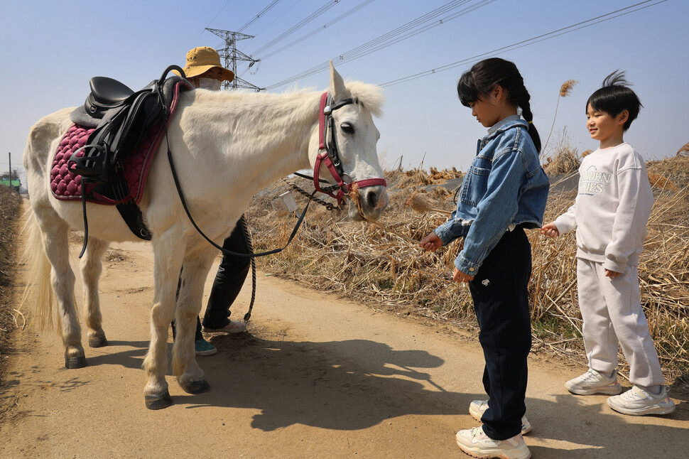 김주한(오른쪽부터), 태희 쌍둥이 남매가 경기 고양시 들녘에서 백설이에게 억새를 먹이고 있다.
