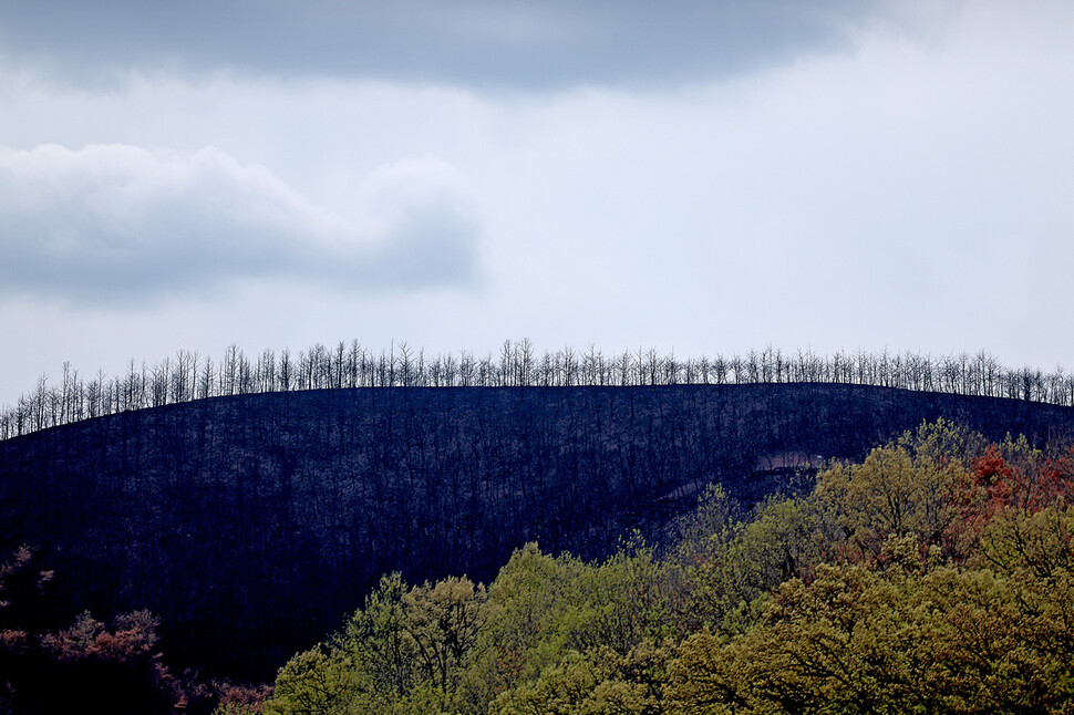 4월23일 오후 경북 의성군 한 야산 정상에 산불로 나무들이 타 시꺼멓게 보인다. 앞쪽으로 타지 않은 나무에서 새 가지들이 돋고 있다.