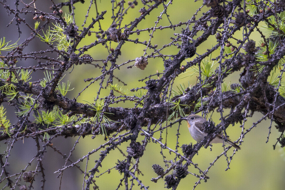 턱 밑이 주황색인 흰꼬리딱새는 한반도를 통과하는 나그네새다.
