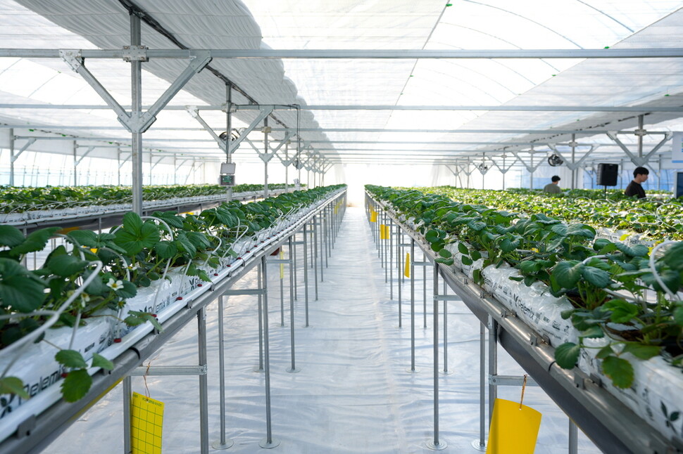 서울 강북구 우이동 ‘강북 스마트팜 재배단지’는 사물인터넷 기술을 활용해 시설의 온도, 습도, 일조량, 이산화탄소 농도, 토양 상태 등을 자동으로 측정하고 분석해 최적의 재배 환경을 조성하도록 했다. 강북구청 제공