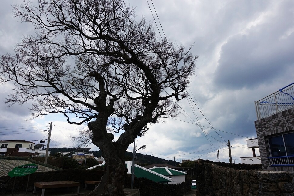 An old tree in Jocheon Township