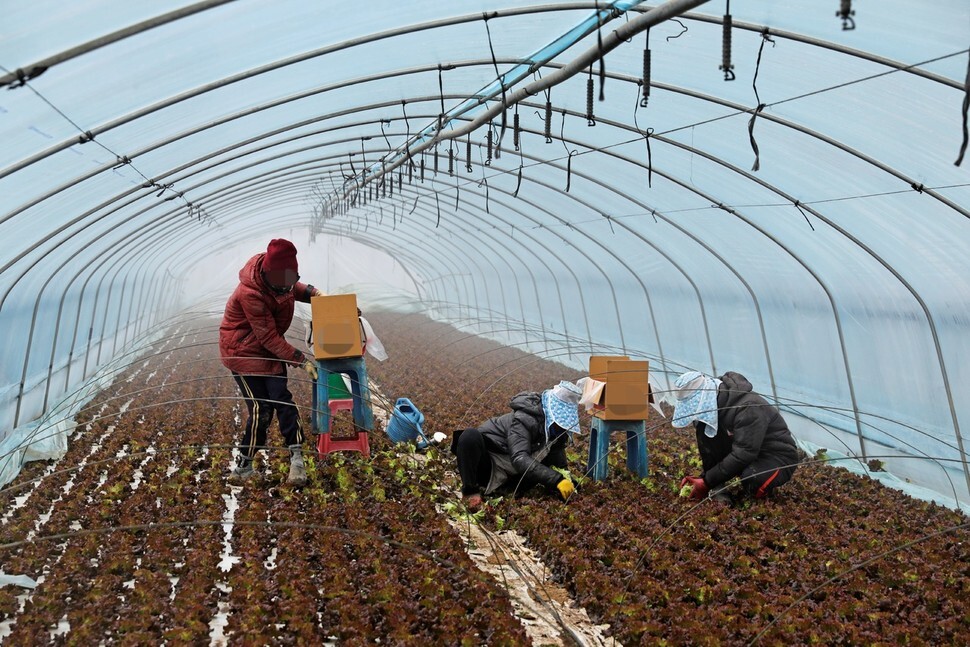 Cambodian workers at a greenhouse in a Seoul suburb