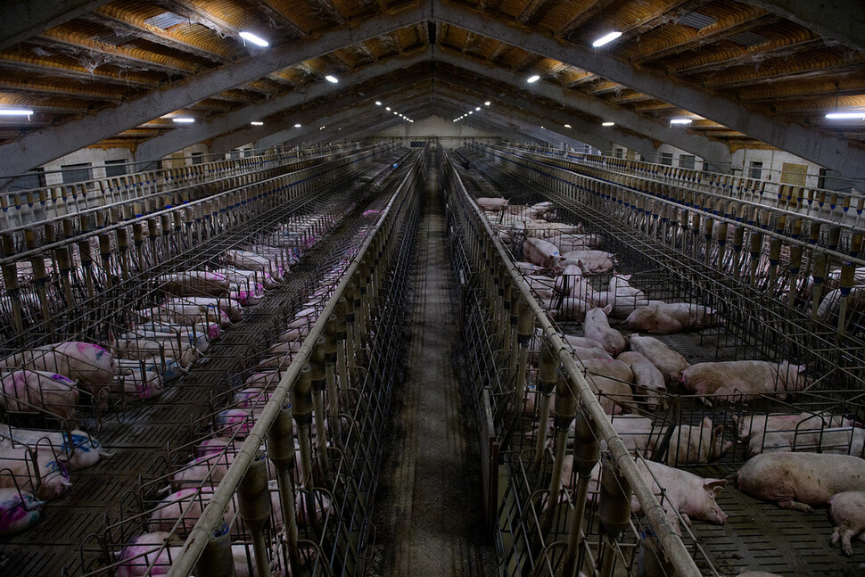 The number of pigs raised in Spain is about 50 million, the highest in Europe.  Courtesy of Tros los Muros