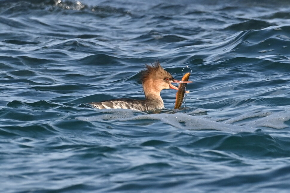 비오리 암컷이 물고기를 사냥했다.