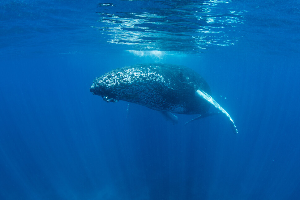 대형 고래는 바다 표면에서 통나무처럼 떠 있거나 수중에서 표류하며 잠을 잔다. 혹등고래가 수심 11m에서 잠을 자는 모습이 확인됐다. 게티이미지뱅크
