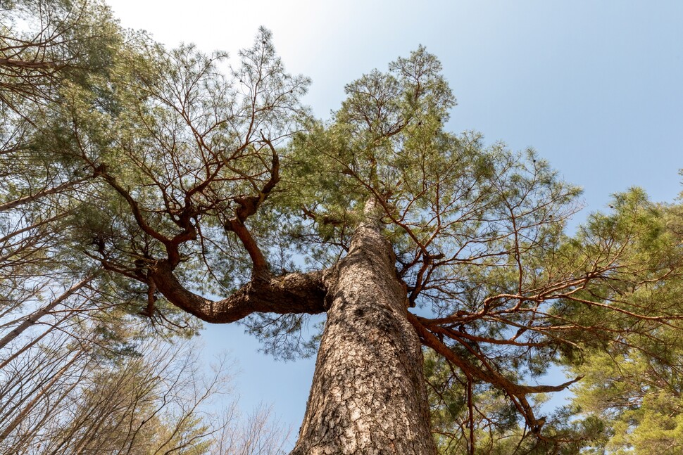 ‘500년소나무’는 2021년 기준 수령 539년으로 추정한다.
