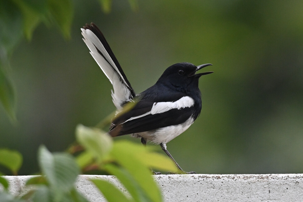 이 새는 아름다운 소리로 노래해 동남아에서는 새장에서 많이 기르기도 한다.