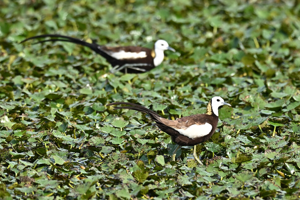앞에 있는 수컷은 몸집이 작고 꼬리가 더 짧다.