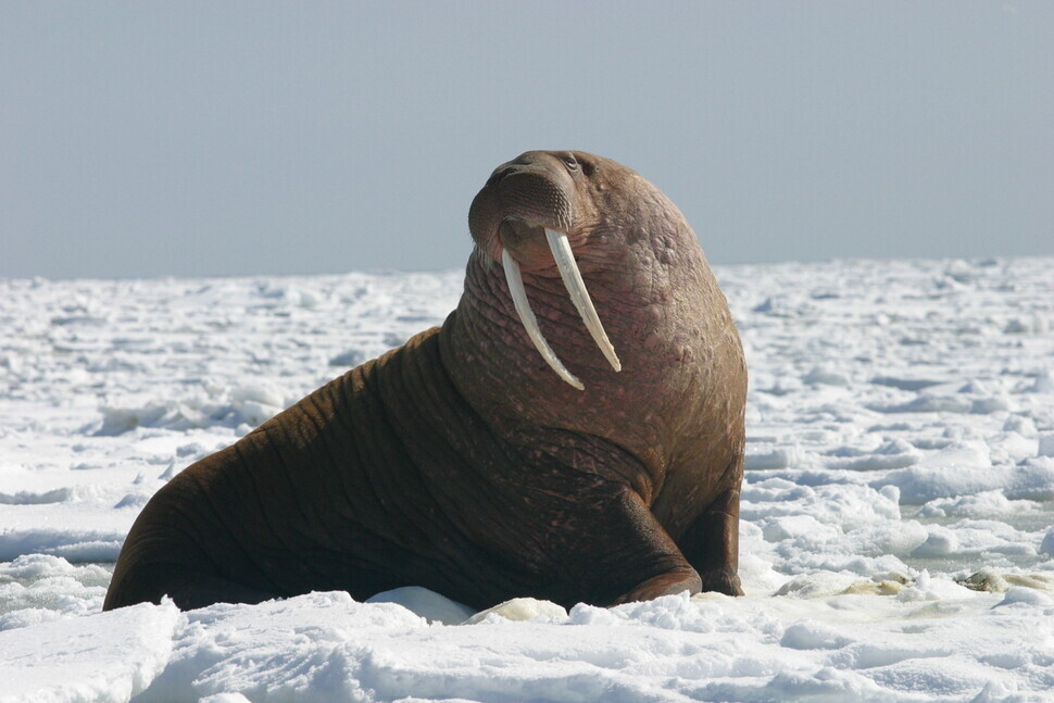 his April 13, 2004 photo shows a large Pacific bull walrus on ice in the Bering Sea off the west coast of Alaska. (provided by the US Fish and Wildlife Service)