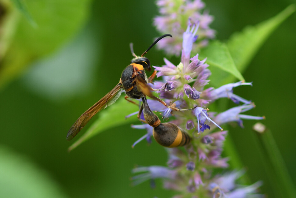 꼬리가 잘록한 호리병벌. 많은 말벌 종류가 꽃에 모여 가루받이를 한다.