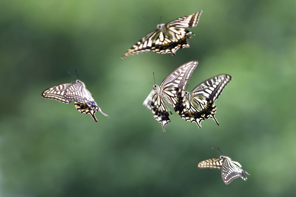 암컷 호랑나비가 하늘로 솟아오르자 수컷 호랑나비들이 놓칠세라 줄줄이 따라간다.