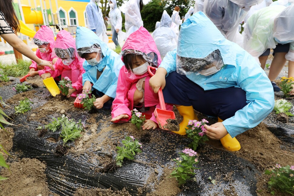 전남 장성군 서삼초등학교 학생들이 학교 텃밭에 국화를 심고 있다.