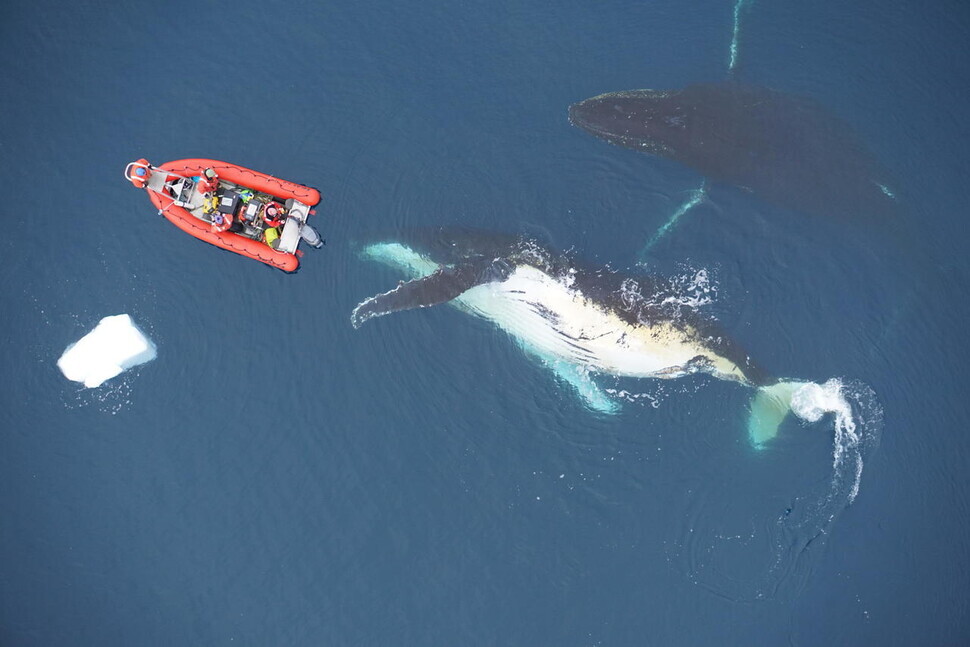 Researchers use boats and drones to investigate humpback whales in the Antarctic Ocean. (provided by Duke University, NOAA)