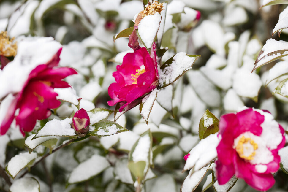 A cover of white snow on the camellias makes their color all the more vibrant. (Her Yun-hee/The Hankyoreh)
