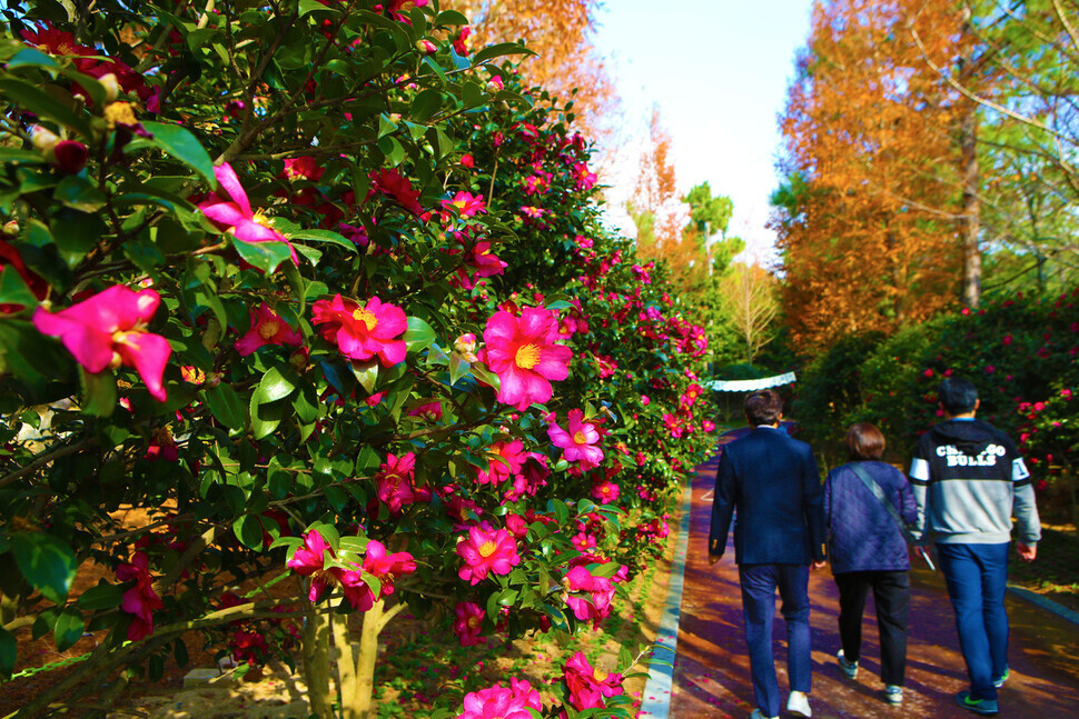 Sasanqua camellias in bloom at Cheonsaseom Bunjae (Angel Island Bonsai) Park (Her Yun-hee/The Hankyoreh)