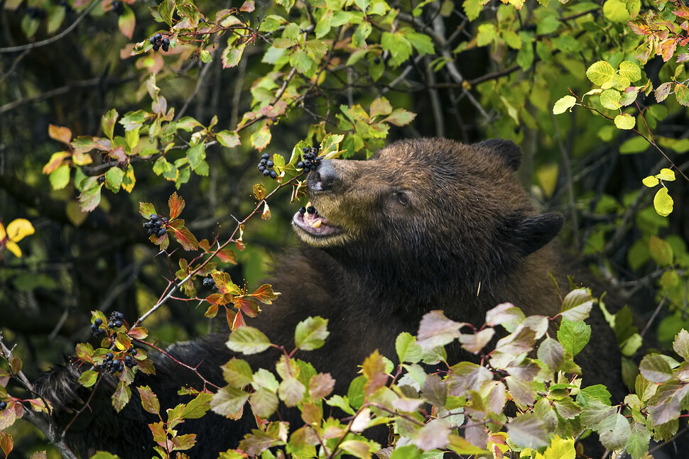 흑곰이 산사나무 열매를 먹고 있다. 큰 동물들은 식물 종자를 멀리 퍼뜨릴 수 있다. 하지만 이런 동물들이 감소하거나 멸종하고 있다. ’사이언스’ 제공(Paul D. Vitucci 촬영)