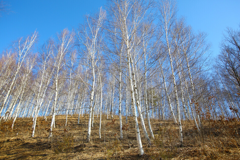 <b>A birch tree forest extends into the horizon along the foothills of Mount Mupo in Cheongsong County’s Bunam Township. (Her Yun-hee/The Hankyoreh)<br></b>