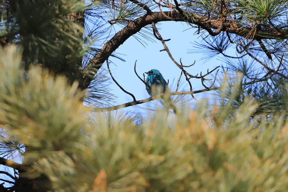 파란딱새는 숲지붕 위 나뭇가지에 앉아 날아가는 곤충을 낚아채는 습성이 있어 원 서식지에서도 흔히 볼 수 있는 새가 아니다.