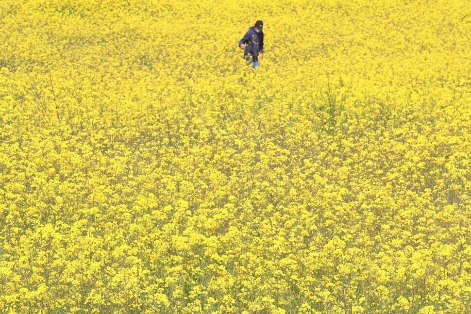A field of rapeseed flowers are seen in full bloom in March 2021, in the Andeok township of Jeju’s Seogwipo. (Yonhap News)