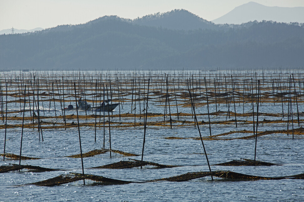 A seaweed cultivation site (Getty Images Bank)