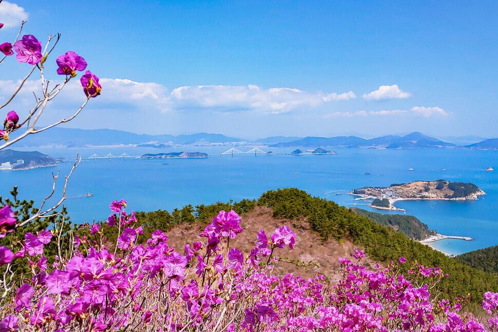 Magenta azaleas adorn Mount Daegeum on Geoje Island. (courtesy of Rho Dong-hyo)
