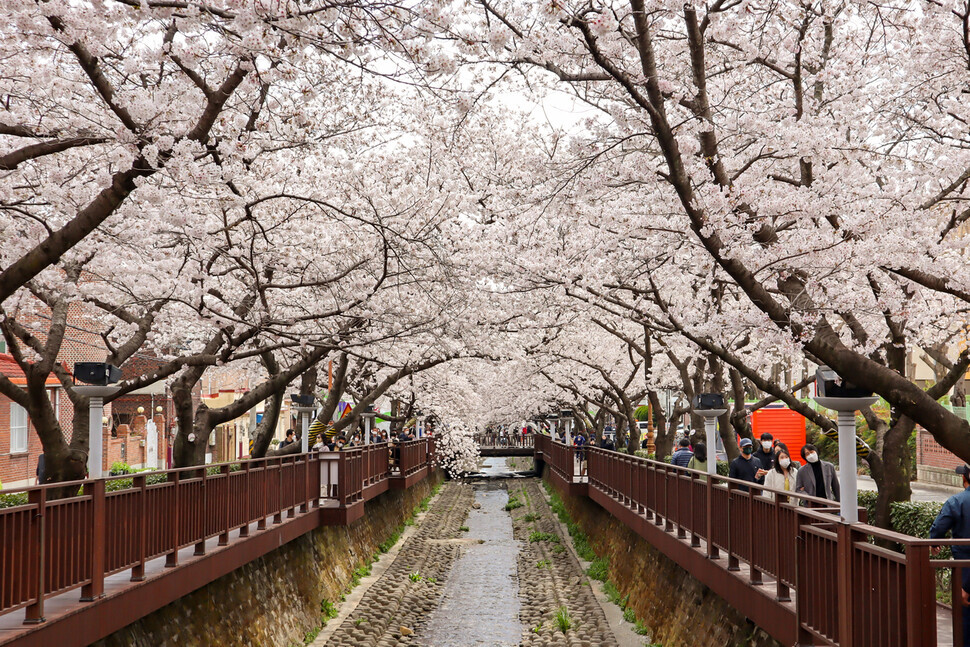 Yeojwa Stream in Jinhae is shrouded by cherry blossoms. (courtesy of Rho Dong-hyo)