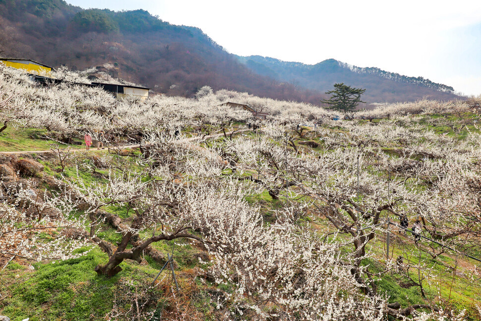 Apricot blossoms fill a village in Gwangyang. (courtesy of Rho Dong-hyo)