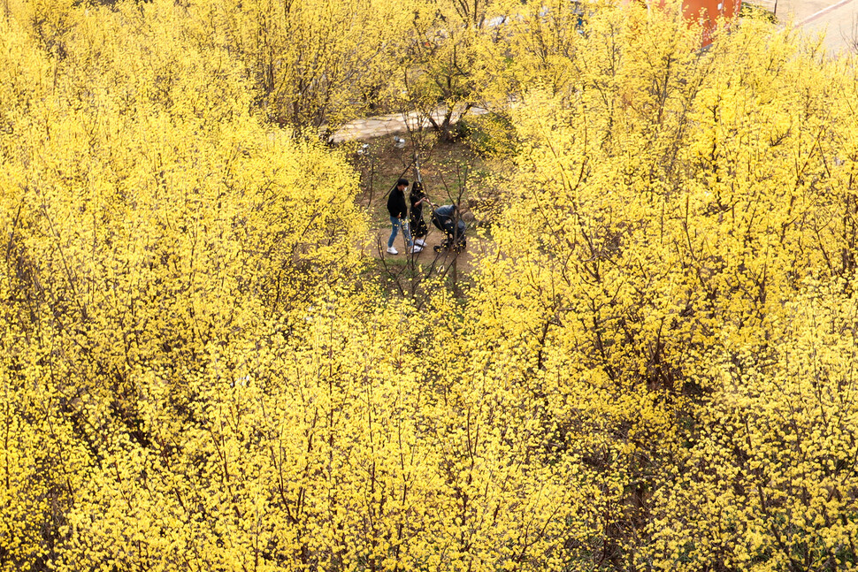 Dogwood blossoms in Gurye paint the area yellow. (courtesy of Rho Dong-hyo)