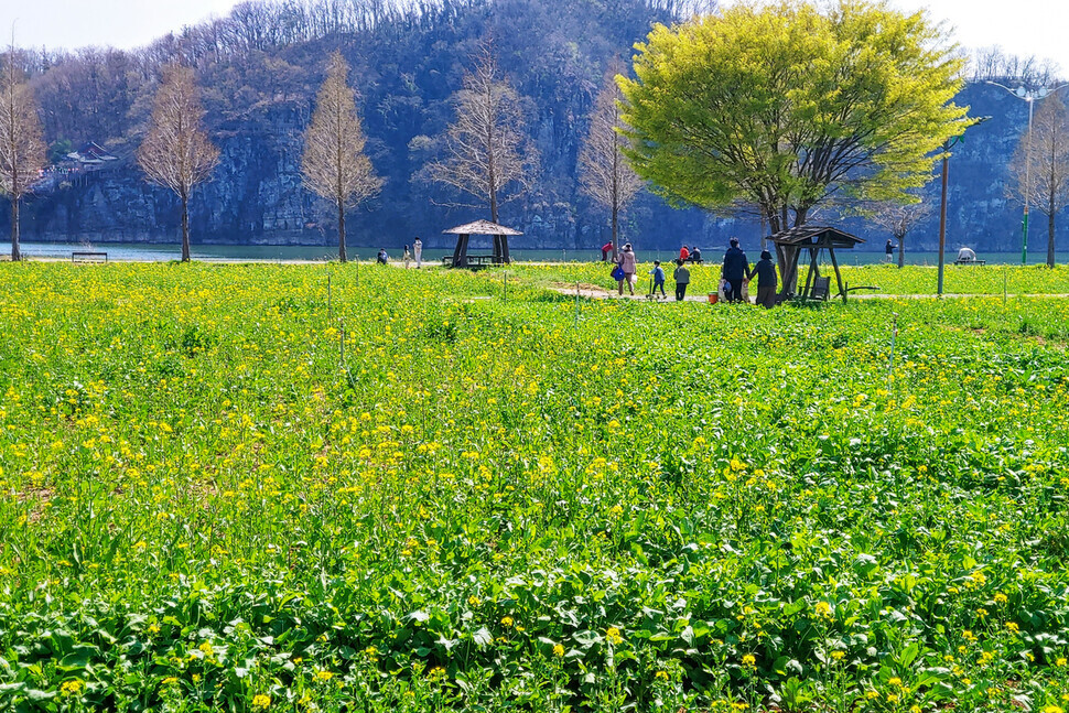 Fields of canola flowers line the bank of the Nakdong River in Namji. (courtesy of Rho Dong-hyo)