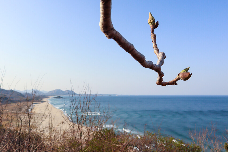 A view into North Korea, and a bud just bursting into bloom. (courtesy of Rho Dong-hyo)