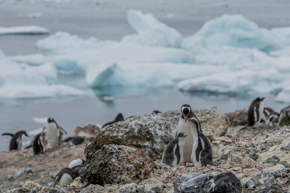 Um pinguim Gentoo foi descoberto na Ilha Livingstone durante uma expedição do Greenpeace na Antártida em 2020. Cortesia do Greenpeace