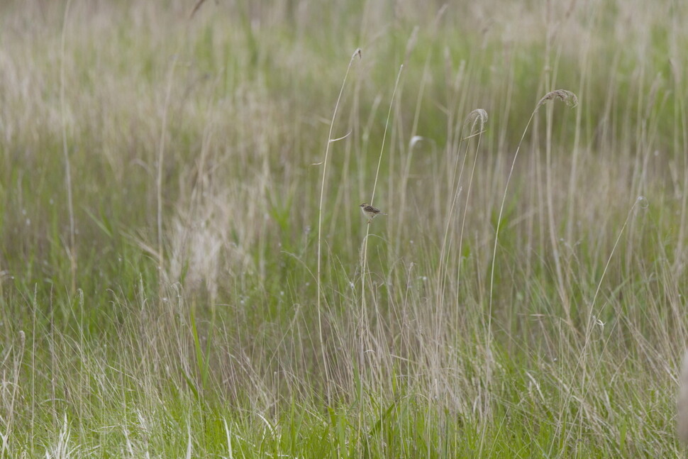개개비사촌은 넓은 갈대숲을 영역으로 정하고 쉴 새 없이 돌아다니며 순찰한다.