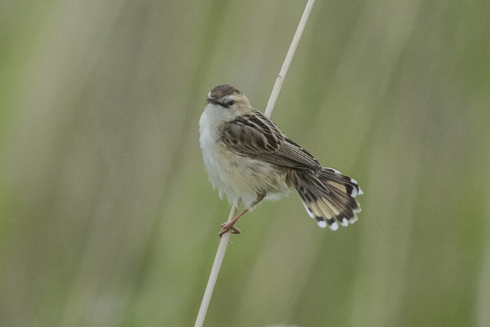 부채처럼 펼치는 꼬리 끝 흰색 깃털이 특징이다.