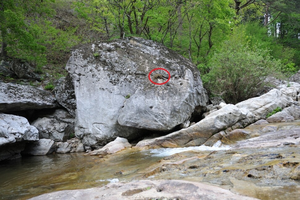 물까마귀는 계류 바위 밑 은밀한 곳에 둥지를 튼다. 그러나 어떤 사진가가 바위 한가운데로 둥지를 옮겨 놓았다. (강원도 홍천군 내면)