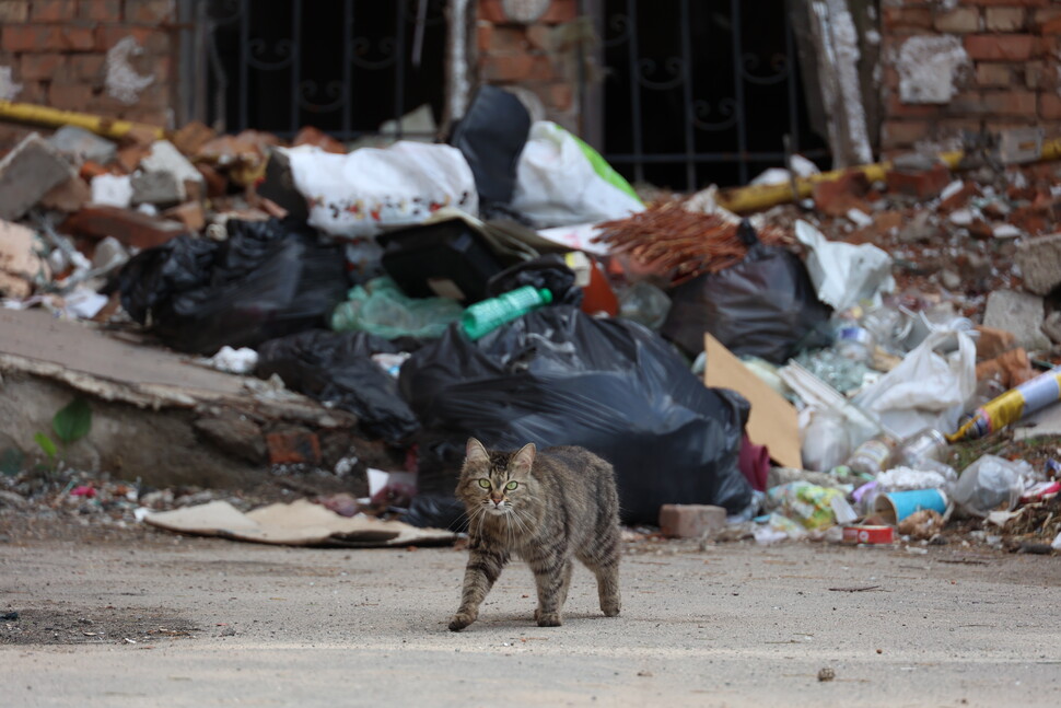 폐허가 된 이르핀의 아파트 단지를 배회하는 고양이 뒤편으로 건물 잔해와 집기가 보인다.