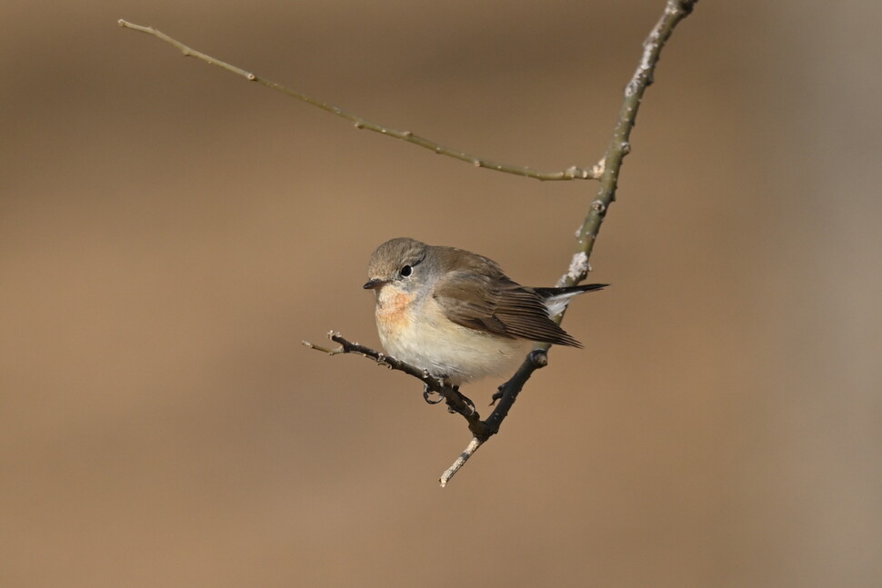 2021년 1월 경기도 안산시 호수공원에서 목격된 붉은가슴흰꼬리딱새.