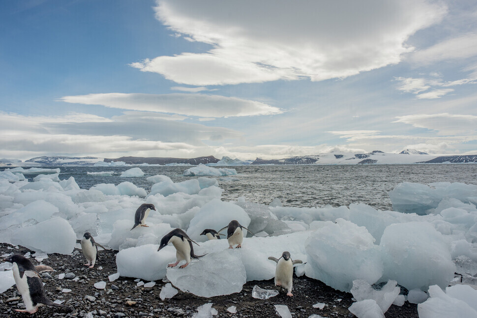 Adelie penguins on Vortex Island (courtesy Greenpeace)