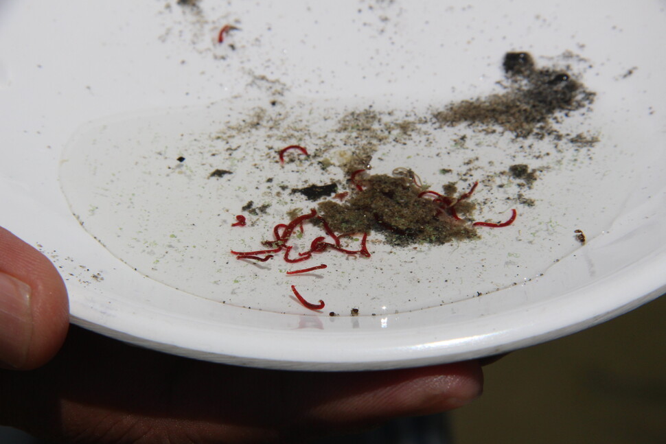 대구 달성군 다사읍 매곡리 매곡취수장 건너 낙동강가의 강물 흙 속에서 나온 붉은깔따구 애벌레들.
